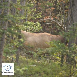 Elk-Yellowstone