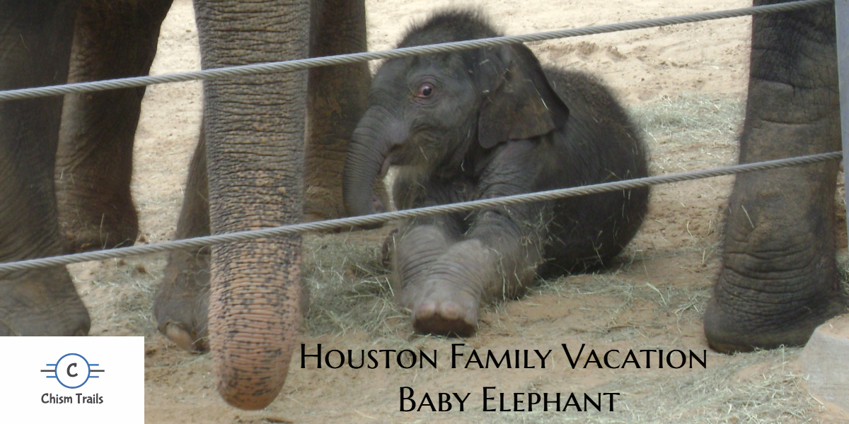 Baby Elephant in Houston